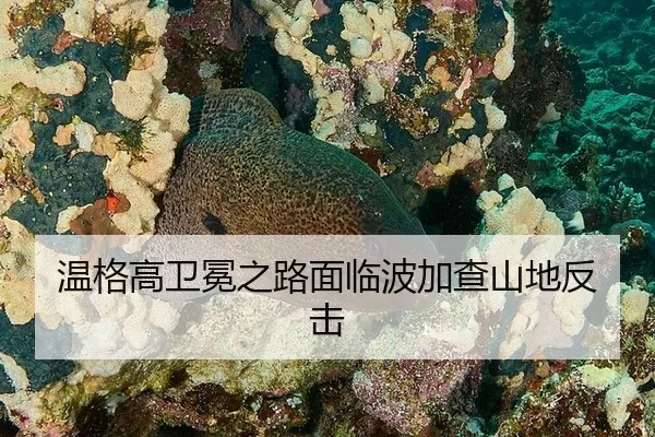 温格高卫冕之路面临波加查山地反击